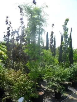 Geelbladige Christusdoorn (Gleditsia Triacanthos 'Sunburst') -Tuinplanten Winkel gleditsia triacanthos sunburst 200 250 300 geveerd