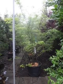 Geelbladige Christusdoorn (Gleditsia Triacanthos 'Sunburst') -Tuinplanten Winkel gleditsia triacanthos sunburst 250 300 c130 meerstammig