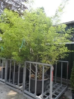 Geelbladige Christusdoorn (Gleditsia Triacanthos 'Sunburst') -Tuinplanten Winkel gleditsia triacanthos sunburst 250 300 c130 meerstammige struik