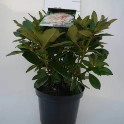 Dwergrhododendron (Rhododendron 'Golden Torch') -Tuinplanten Winkel golden torch c4 voor