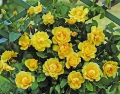 Klimroos (Rosa 'Golden Gate') 5 Klimroos (Rosa 'Golden Gate') -Tuinplanten Winkel goldengate
