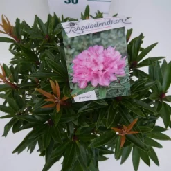 Rhododendron (Rhododendron 'Graziella') -Tuinplanten Winkel graziella c5 boven 1
