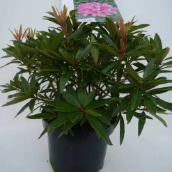 Rhododendron (Rhododendron 'Graziella') -Tuinplanten Winkel graziella c5 voor