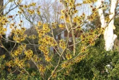 Toverhazelaar (Hamamelis Mollis 'Pallida') -Tuinplanten Winkel hamamelis mollis pallida 6