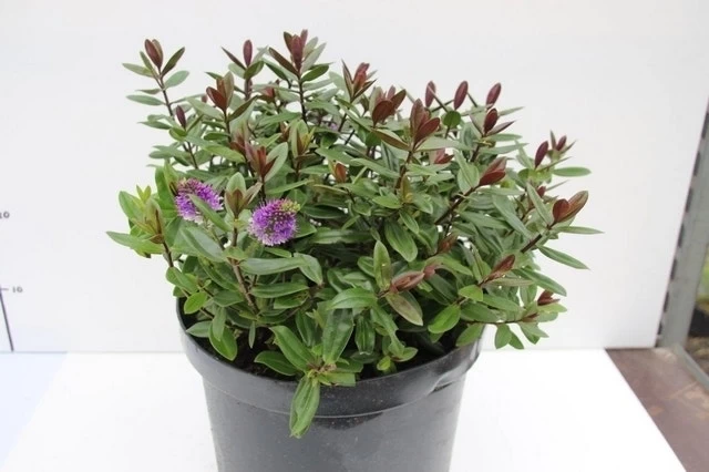 Hebe (Hebe Franciscana 'Blue Gem') 1 Hebe (Hebe Franciscana 'Blue Gem')