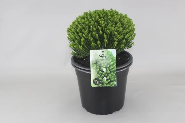 Hebe (Hebe Odora ‘Nana’) 1 Hebe (Hebe Odora ‘Nana’)