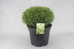 Hebe (Hebe Odora 'New Zealand Gold')