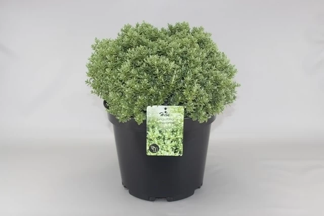 Hebe (Hebe Pinguifolia 'Sutherlandii') 1 Hebe (Hebe Pinguifolia 'Sutherlandii')