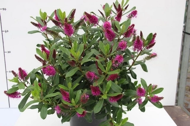 Hebe (Hebe 'Wiri Charm') 1 Hebe (Hebe 'Wiri Charm')