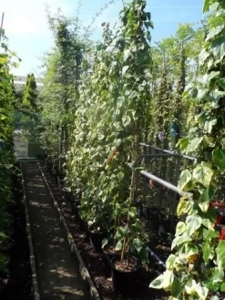 Kaukasische Klimop (Hedera Colchica 'Dentata Variegata') -Tuinplanten Winkel hedera colchica dentata variegata 175 200 c10 2