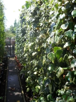 Kaukasische Klimop (Hedera Colchica 'Dentata Variegata') -Tuinplanten Winkel hedera colchica dentata variegata 200 250 c15 2