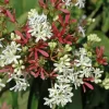 Zevenzonenboom (Heptacodium Miconioides)
