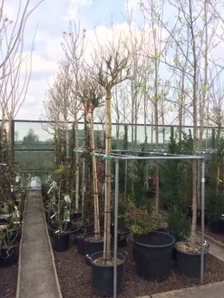 Altheastruik Als Boom (Hibiscus Syriacus 'Oiseau Blue') -Tuinplanten Winkel hibiscus