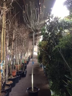 Altheastruik Als Boom (Hibiscus Syriacus 'Oiseau Blue') -Tuinplanten Winkel hibiscus oiseau blue 1214 2 1