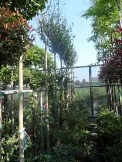 Altheastruik Als Boom (Hibiscus Syriacus 'Oiseau Blue') -Tuinplanten Winkel hibiscus syriacus in soorten 10 12ho cont