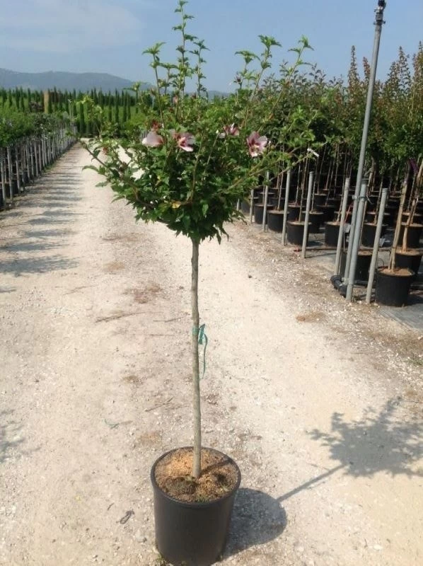 Altheastruik Als Halfstam (Hibiscus Syriacus 'Hamabo') 1 Altheastruik Als Halfstam (Hibiscus Syriacus 'Hamabo')