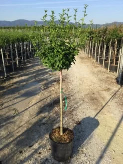 Altheastruik Als Halfstam (Hibiscus Syriacus 'Hamabo') 7 Altheastruik Als Halfstam (Hibiscus Syriacus 'Hamabo') -Tuinplanten Winkel hibiscushamabohalfstam02