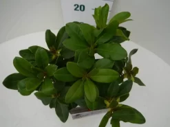 Rhododendron (Rhododendron 'Horizon Monarch') -Tuinplanten Winkel hor. monarch c2 boven 1