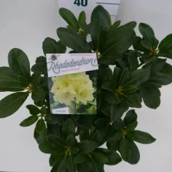 Rhododendron (Rhododendron 'Horizon Monarch') -Tuinplanten Winkel hor. monarch c5 boven 1