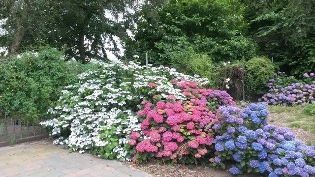 Hortensia (Hydrangea 'Endless Summer' Roze) 4 Hortensia (Hydrangea 'Endless Summer' Roze) - Afbeelding 4