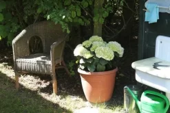 Hortensia (Hydrangea 'Endless Summer The Bride') -Tuinplanten Winkel hortensia bol wit 1