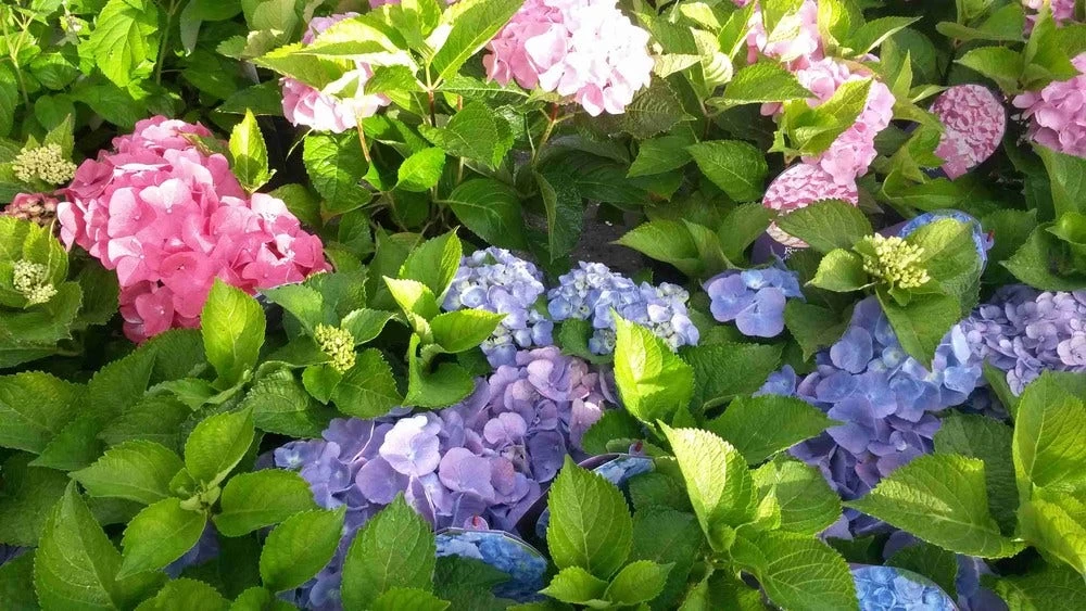 Hortensia (Hydrangea 'Endless Summer' Blauw) 6 Hortensia (Hydrangea 'Endless Summer' Blauw) - Afbeelding 6