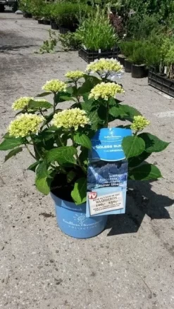 Hortensia (Hydrangea 'Endless Summer' Blauw) -Tuinplanten Winkel hortensia endless summer 3 1