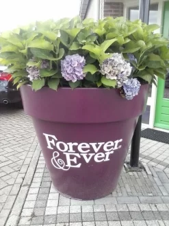 Hortensia Blauw (Hydrangea 'Forever&Ever') -Tuinplanten Winkel hortensia forever ever 2