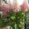 Pluimhortensia Op Stam (Hydrangea Paniculata 'Pinky Winky')