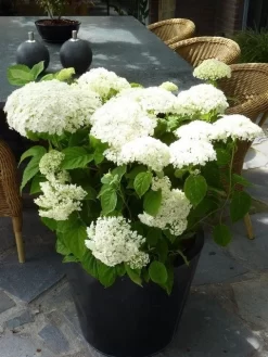 Hortensia (Hydrangea 'Strong Annabelle') -Tuinplanten Winkel hydrangea arb incrediball 1