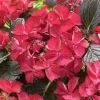 Hortensia (Hydrangea Black Diamonds Dark Angel)