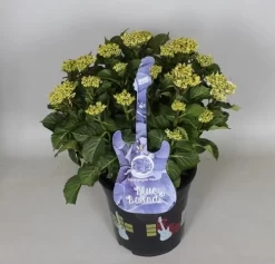 Hortensia Blue Ballad (Hydrangea 'Music Collection') 10 Hortensia Blue Ballad (Hydrangea 'Music Collection') -Tuinplanten Winkel hydrangea blue ballad c5 3