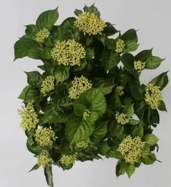 Hortensia Blue Boogiewoogie (Hydrangea 'Music Collection') 6 Hortensia Blue Boogiewoogie (Hydrangea 'Music Collection') -Tuinplanten Winkel hydrangea blue boogiewoogie 4 1 2