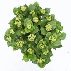 Hortensia Deep Purple Dance (Hydrangea 'Music Collection') 9 Hortensia Deep Purple Dance (Hydrangea 'Music Collection') -Tuinplanten Winkel hydrangea deep purple dance c5 3 1