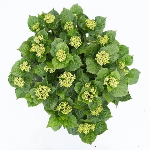 Hortensia Deep Purple Dance (Hydrangea 'Music Collection') 5 Hortensia Deep Purple Dance (Hydrangea 'Music Collection') - Afbeelding 5