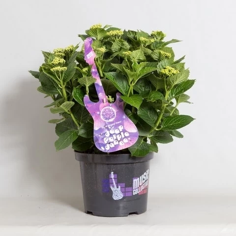 Hortensia Deep Purple Dance (Hydrangea 'Music Collection') 4 Hortensia Deep Purple Dance (Hydrangea 'Music Collection') - Afbeelding 4
