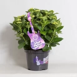 Hortensia Deep Purple Dance (Hydrangea 'Music Collection') -Tuinplanten Winkel hydrangea deep purple dance c5 4