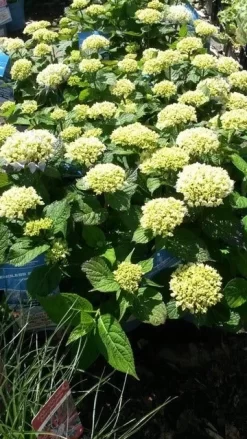 Hortensia (Hydrangea 'Endless Summer The Bride') -Tuinplanten Winkel hydrangea endless summer 1