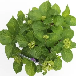 Hortensia Blauw (Hydrangea 'Forever&Ever') -Tuinplanten Winkel hydrangea forever ever blue boven bewerkt