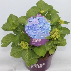 Hortensia Blauw (Hydrangea 'Forever&Ever') -Tuinplanten Winkel hydrangea forever ever blue voor bewerkt