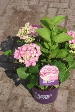 Hortensia Roze (Hydrangea 'Forever&Ever' Pink) 17 Hortensia Roze (Hydrangea 'Forever&Ever' Pink) -Tuinplanten Winkel hydrangea forever ever pink 3 1