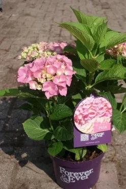 Hortensia Roze (Hydrangea 'Forever&Ever' Pink) -Tuinplanten Winkel hydrangea forever ever pink 4
