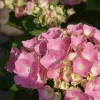 Hortensia Roze (Hydrangea 'Forever&Ever' Pink)