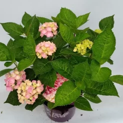 Hortensia Roze (Hydrangea 'Forever&Ever' Pink) 13 Hortensia Roze (Hydrangea 'Forever&Ever' Pink) -Tuinplanten Winkel hydrangea forever ever pink hoek 17 10 1