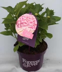 Hortensia Roze (Hydrangea 'Forever&Ever' Pink) 14 Hortensia Roze (Hydrangea 'Forever&Ever' Pink) -Tuinplanten Winkel hydrangea forever ever pink voor bewerkt 1