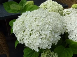 Hortensia (Hydrangea 'Strong Annabelle') 25 Hortensia (Hydrangea 'Strong Annabelle') -Tuinplanten Winkel hydrangea incrediball bloem