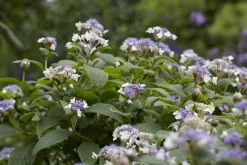 Hortensia (Hydrangea Involucrata)