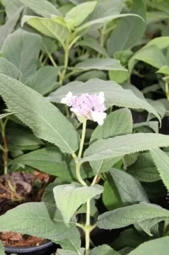 Hortensia (Hydrangea Involucrata) -Tuinplanten Winkel hydrangea involucrata 2