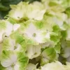 Hortensia (Hydrangea Magical Noblesse)