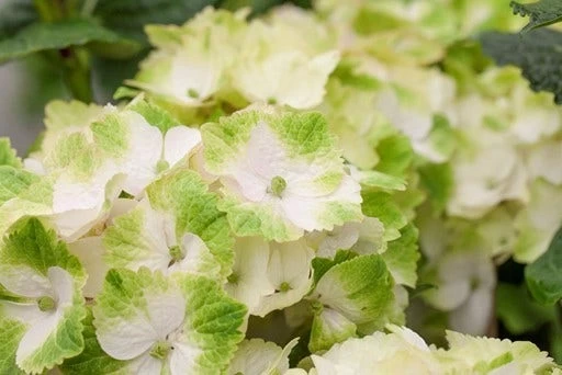 Hortensia (Hydrangea Magical Noblesse) 1 Hortensia (Hydrangea Magical Noblesse)